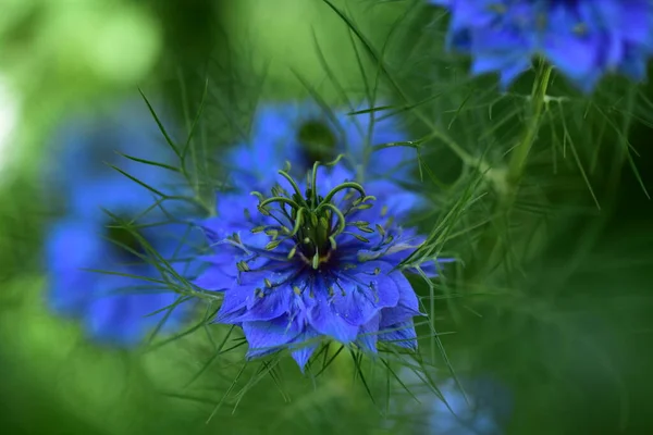 Krásné Modré Květy Zahradě — Stock fotografie