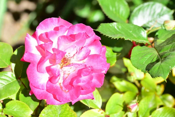 庭で成長する美しいバラの花 — ストック写真