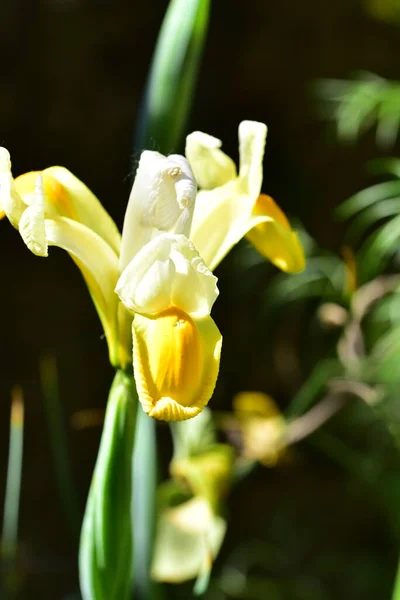Úžasné Žluté Květy Zahradě — Stock fotografie