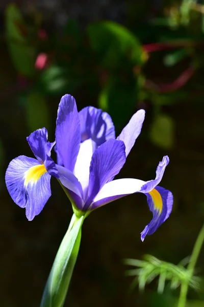 Hermosas Flores Iris Creciendo Jardín Concepto Verano —  Fotos de Stock