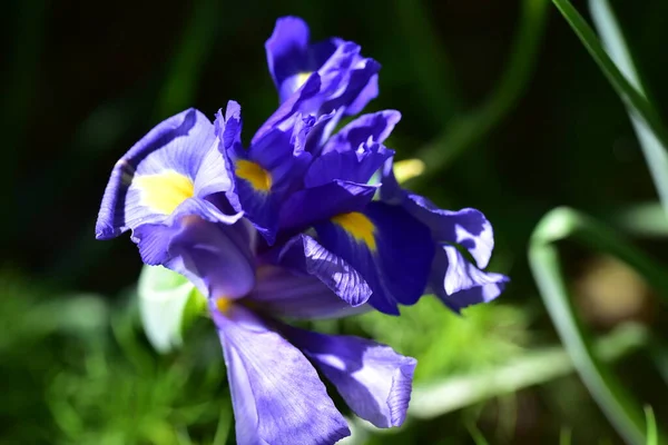 Bahçede Büyüyen Güzel Iris Çiçekleri Yaz Konsepti — Stok fotoğraf