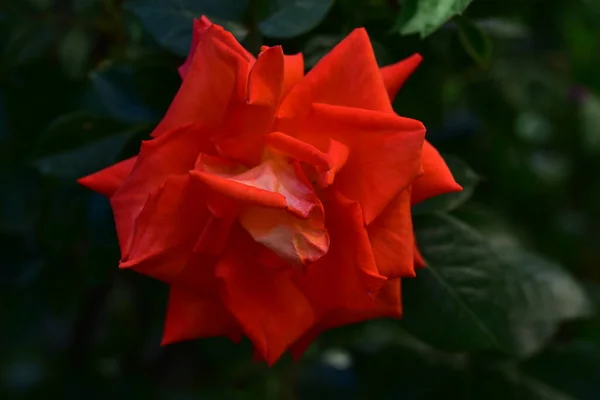 Bella Rosa Fiore Che Cresce Giardino — Foto Stock