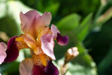 Bahçedeki çok güzel rengarenk bahar çiçekleri.