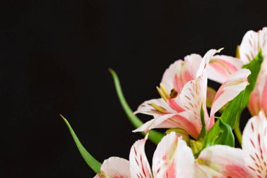 Siyah arka planda güzel pembe zambak çiçekleri