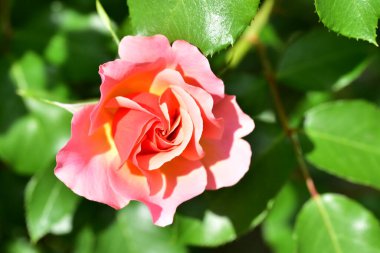 Bahçede güzel pembe bir gül