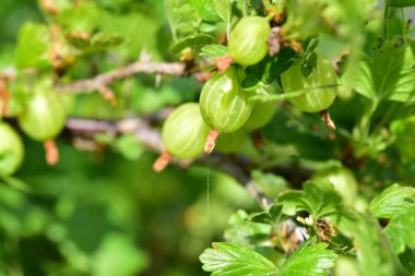 Dalda yeşil bektaşi üzümü, taze çilek