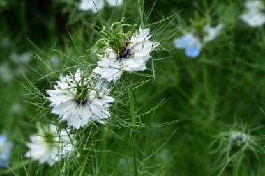 Bahçede büyüyen güzel mavi ve beyaz çiçekler