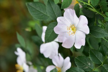 Bahçedeki güzel beyaz çiçekler