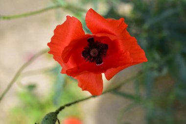 İlkbaharda çayırda haşhaş çiçeği