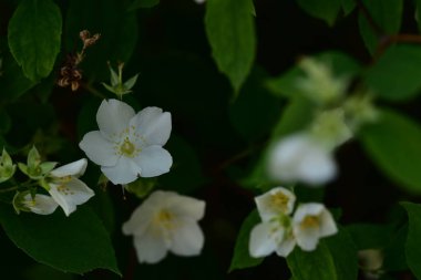 Bahçedeki güzel beyaz çiçekler