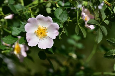 Bahçedeki güzel beyaz çiçekler