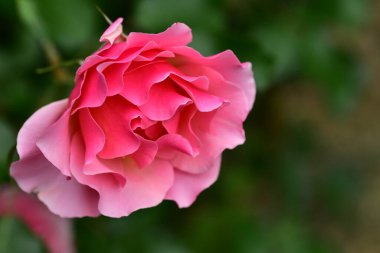 Bahçede büyüyen pembe çiçek