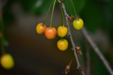 Olgunlaşmamış kiraz ağacı ve yeşil kirazlar