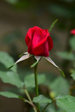 Bahçede harika yumuşak bir gül