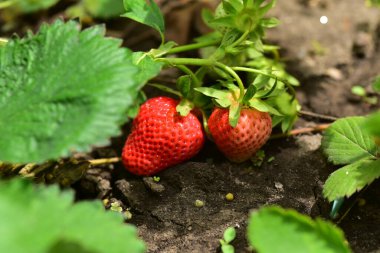 Bahçede taze çilek yetişiyor.