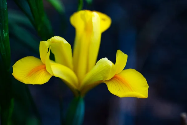 Las Flores Primavera Muy Bonitas Coloridas Jardín Cerca — Foto de Stock