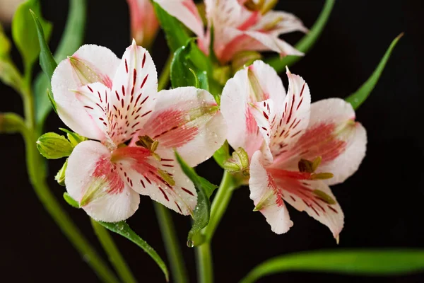 黒を背景に美しいピンクのユリの花 — ストック写真