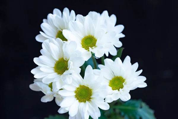 Witte Madeliefje Bloemen Zwarte Achtergrond — Stockfoto