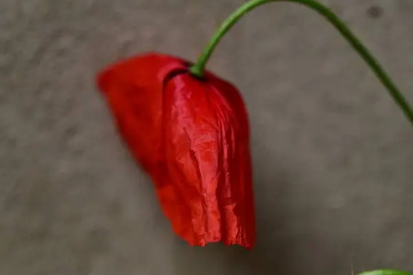 Fleur Pavot Rouge Vue Rapprochée — Photo