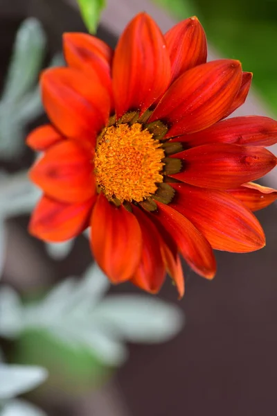 Beautiful Red Flower Growing Garden — Stock Photo, Image