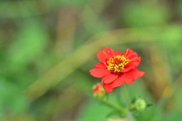 花园里长着美丽的红花 — 图库照片
