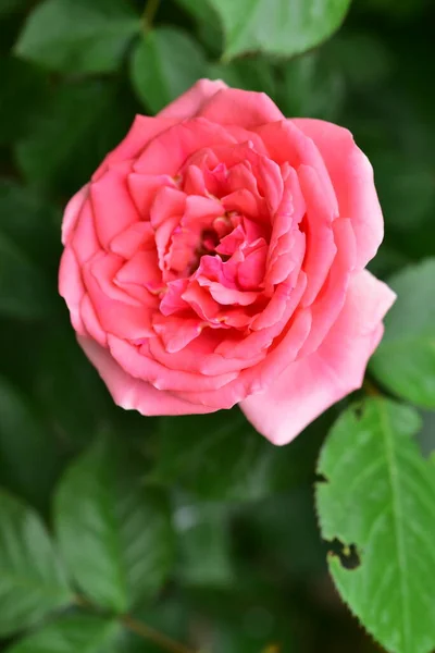 Belle Rose Rose Dans Jardin — Photo