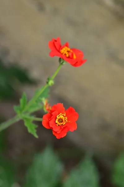 花园里长着美丽的红色花朵 近景尽收眼底 — 图库照片