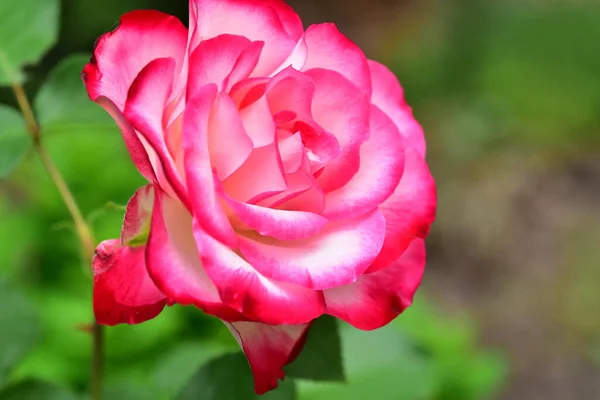 Schöne Rosa Rose Garten — Stockfoto