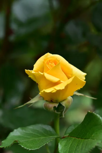 Gelbe Rose Wächst Garten — Stockfoto