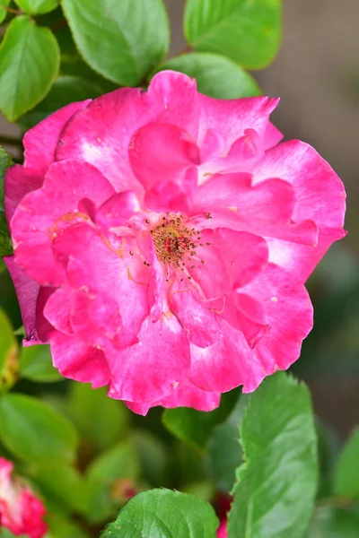 Όμορφα Ροζ Τριαντάφυλλα Στον Κήπο — Φωτογραφία Αρχείου