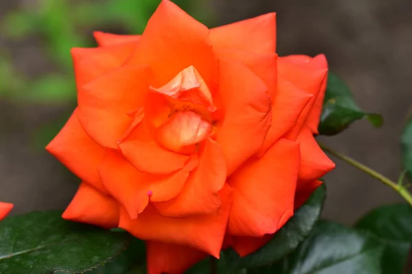 Hermosa Flor Rosa Creciendo Jardín — Foto de Stock