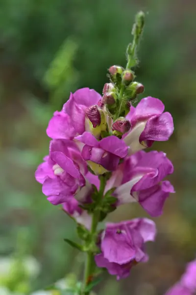 Belles Fleurs Violettes Poussant Dans Jardin — Photo