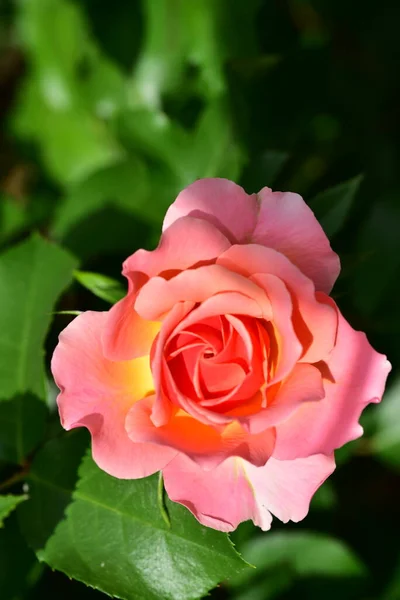 Schöne Rosa Rose Garten — Stockfoto