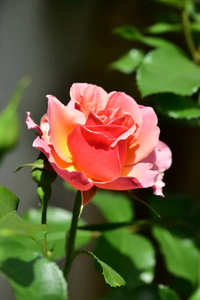 Schöne Rosa Rose Garten — Stockfoto
