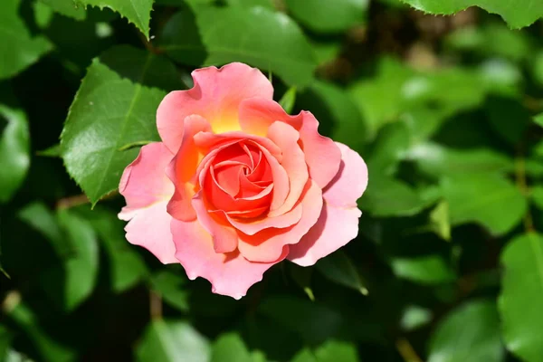 Schöne Rosa Rose Garten — Stockfoto