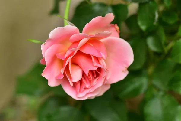 Rosa Bonita Rosa Jardim — Fotografia de Stock