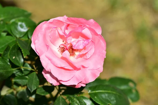 Vacker Rosa Ros Trädgården — Stockfoto