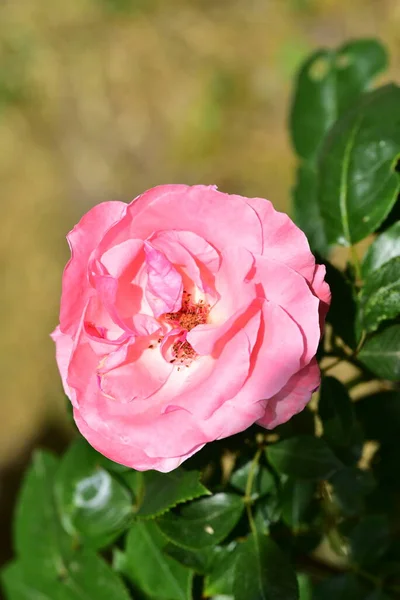 Rosa Bonita Rosa Jardim — Fotografia de Stock