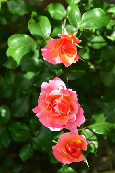 Schöne Rosen Garten Nahsicht — Stockfoto