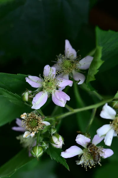 Biene Auf Einer Blume Garten — Stockfoto