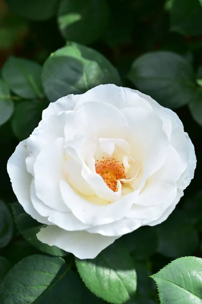 Beautiful Rose Flower Growing Garden — Stock Photo, Image