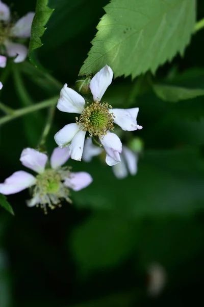 Białe Kwiaty Rosnące Ogrodzie — Zdjęcie stockowe