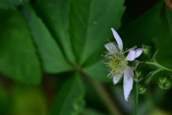 Fiori Bianchi Che Crescono Giardino — Foto Stock