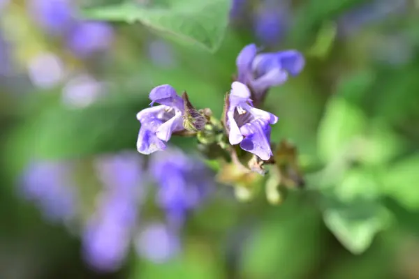 Hermosas Flores Púrpuras Creciendo Jardín — Foto de Stock