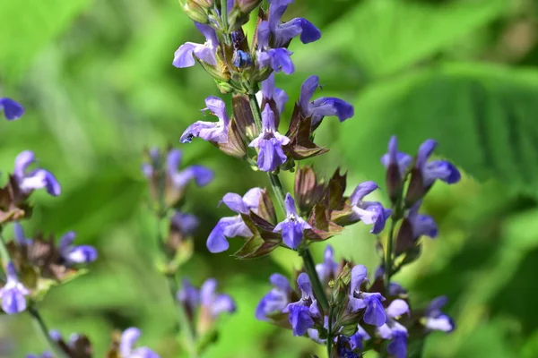 Beautiful Purple Flowers Growing Garden — Stock Photo, Image