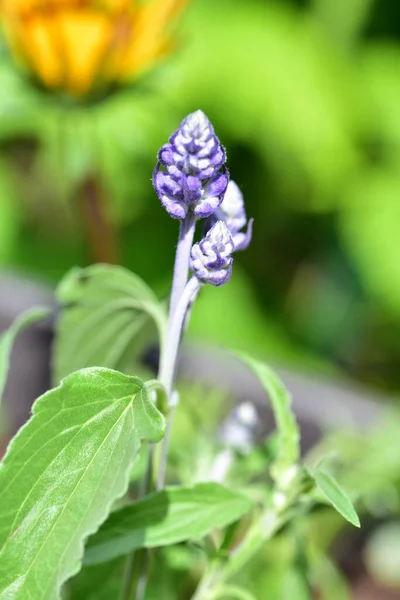 Schöne Lila Blumen Die Garten Wachsen — Stockfoto