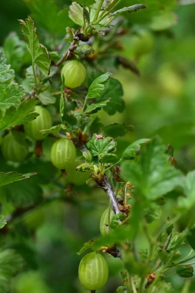 枝上的绿色醋栗 新鲜的浆果 — 图库照片