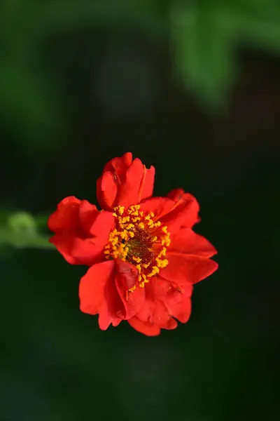 Bela Flor Vermelha Crescendo Jardim — Fotografia de Stock