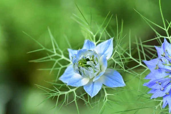 Gyönyörű Kék Fehér Virágok Nőnek Kertben — Stock Fotó