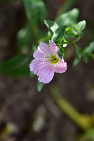 Bela Flor Rosa Jardim — Fotografia de Stock